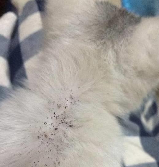 猫咪有跳蚤买什么药