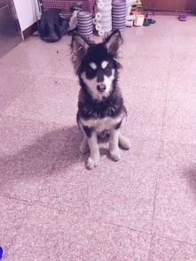 短毛阿拉斯加幼犬样子