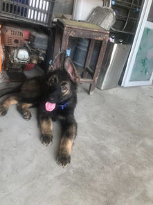 东德幼犬怎么看纯不纯