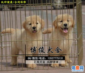 深圳哪里有狗场