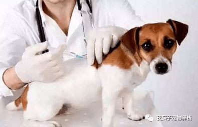 狗狗需要打哪些疫苗都几个月打一次