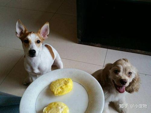 给狗狗吃鸡蛋有什么好处