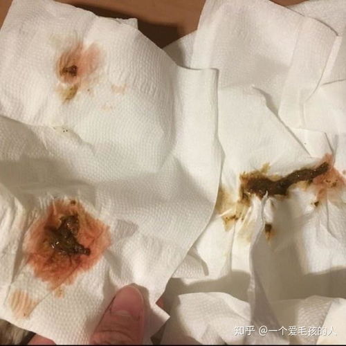 狗狗拉稀拉血是什么原因