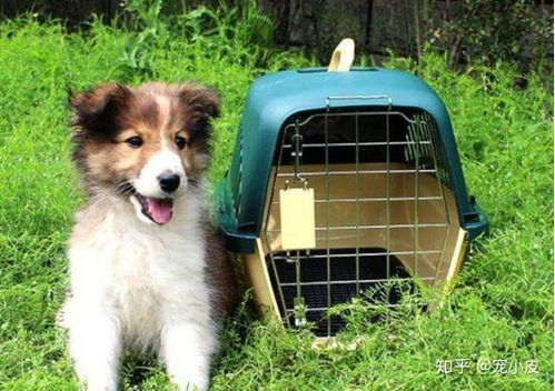 托运狗狗怎么办理