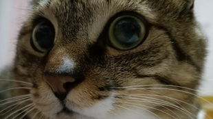 怎么让小猫心情变好