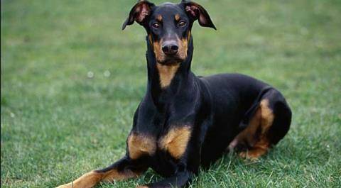 成年杜宾犬多少斤