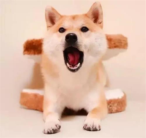 柴犬换毛期怎么处理