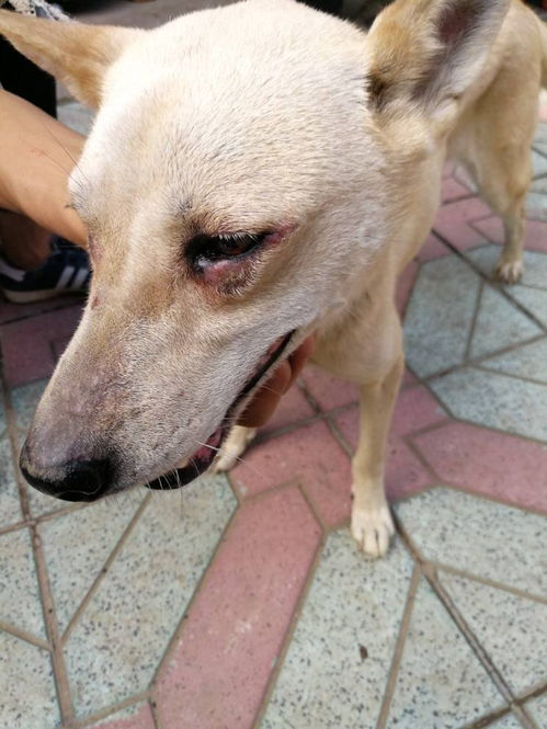狗狗肾肿大是什么原因造成的