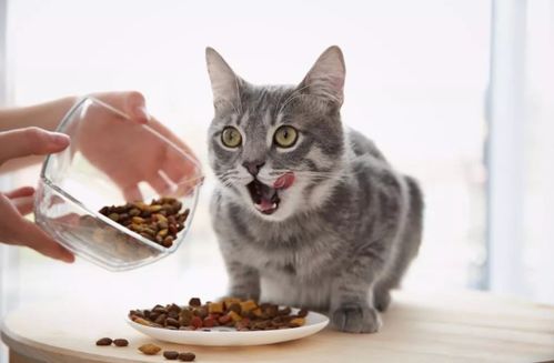 怎样给猫咪选猫粮