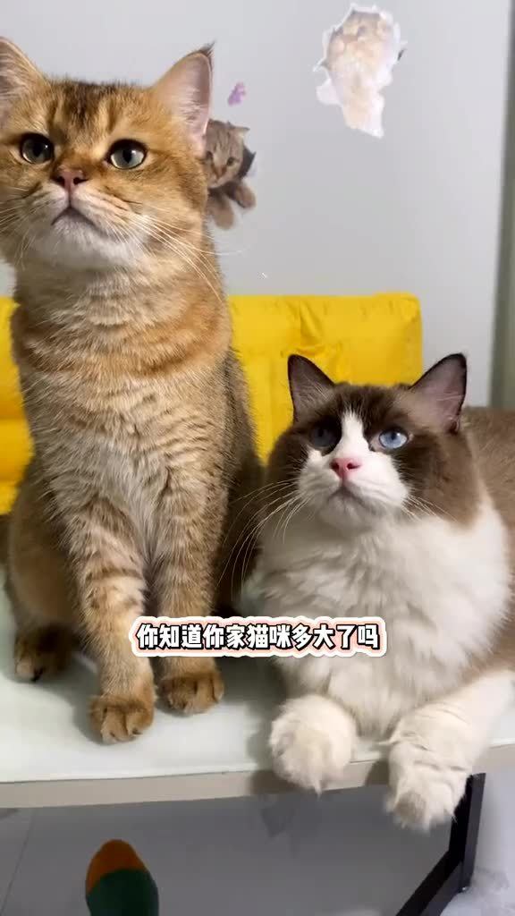 猫多久算出窝