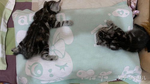 小猫多久才认得主人
