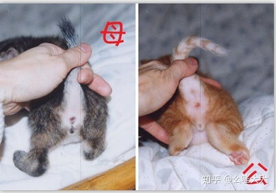 母猫产后多长时间跟公猫放在一起