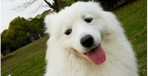 狗狗打完疫苗多喝水