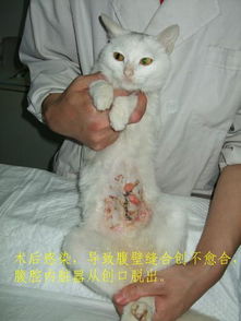 母猫绝育多久拆线合适