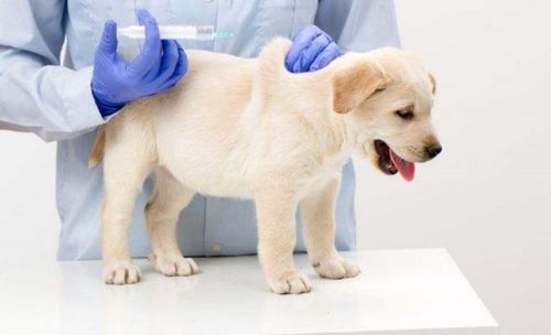 狗狗狂犬疫苗多久打