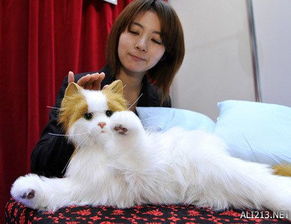 玩具猫的名字有哪些