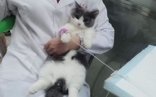 猫咪每公斤输液量