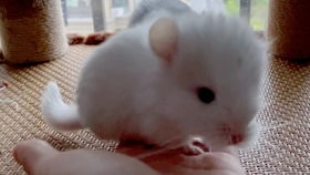 龙猫多久能养大一点