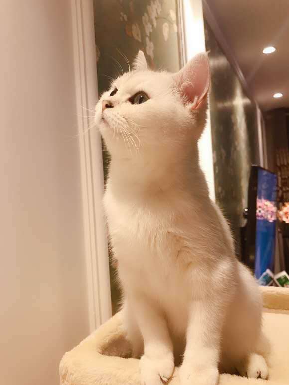 帮助发腮的猫粮