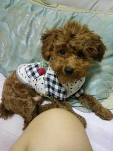 小狗拉稀还呕吐是怎么回事