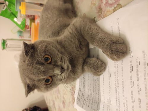 母猫和公猫大概几天能配上