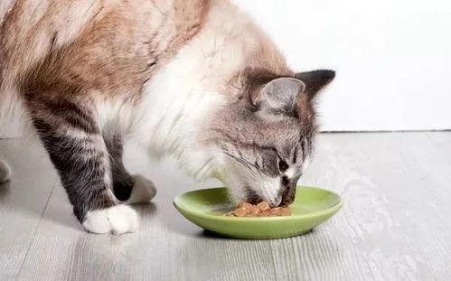 猫咪一直想吃猫粮