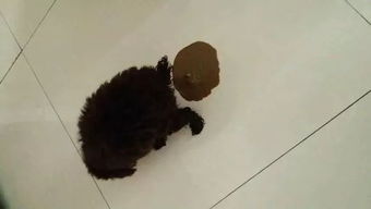 小狗拉稀是为什么