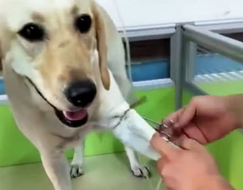 狗狗怀孕食欲不振怎么办