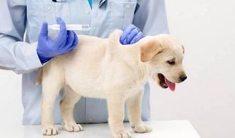 狗狗疫苗针对什么病