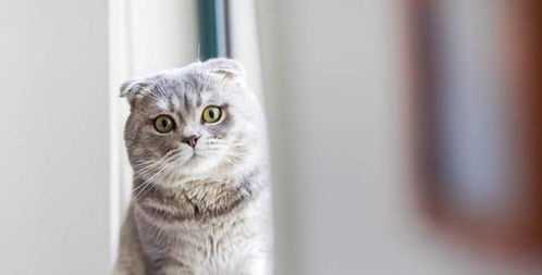 怎么样让猫安静