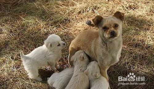 狗狗产后奶水不足怎么办