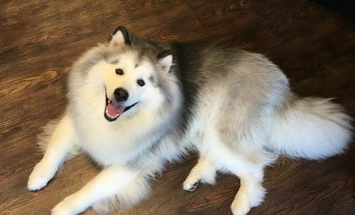 阿拉斯加犬不能吃盐