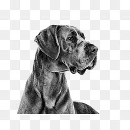 黑白色的大型犬是什么品种
