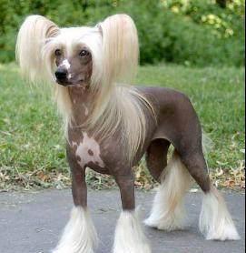 毛长的犬种有多少种