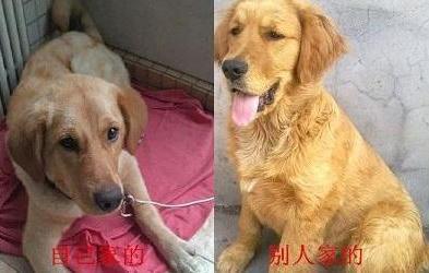 如何区分真假金毛