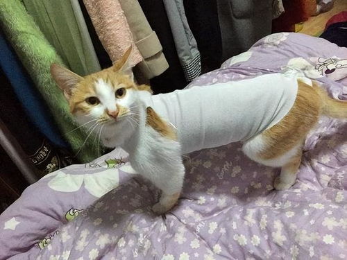 母猫绝育要照顾多久