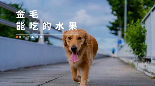 金毛能吃那些水果