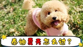狗粮应该泡多久再煮