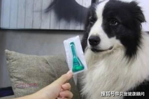 小狗多久可以体内驱虫