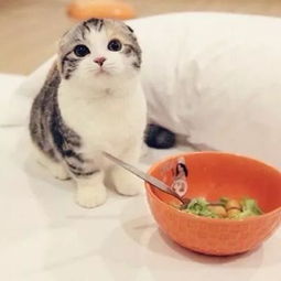 小猫多久吃饭
