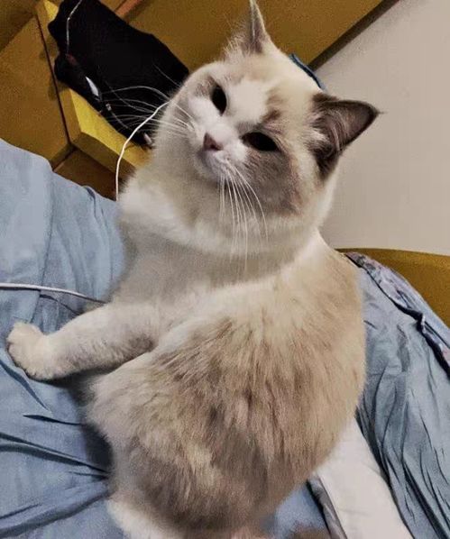 布偶猫猫粮哪个牌子比较好