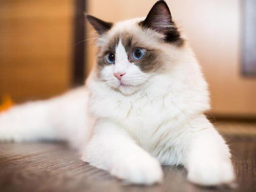 布偶猫正常体重表