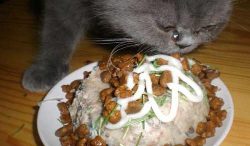 猫粮自制猫饭