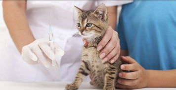 猫疫苗应该打几针