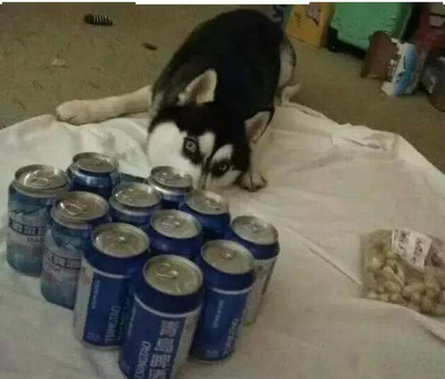 狗喝酒吐了