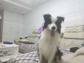 阿拉斯加能像土狗一样养吗