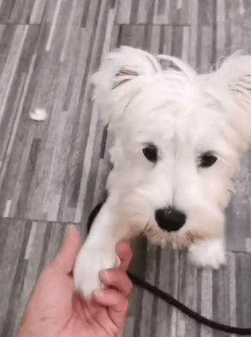 狗狗训练课程顺序