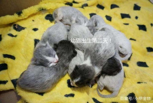母猫怀孕后多久能看出来-