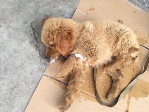 狗狗突然口吐白沫抽搐过了一会又好了