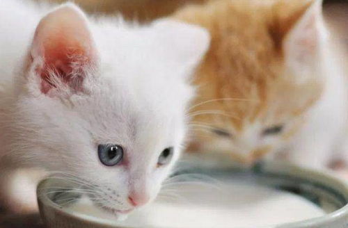 猫不能吃哪几种食物